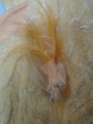 Traje chaqueta Kaffetti 3 piezas señora