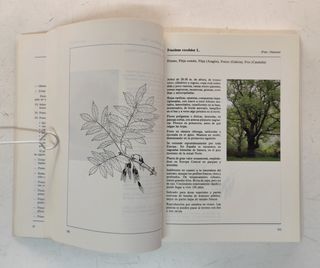 Catálogo de especies vegetales a utilizar en plant