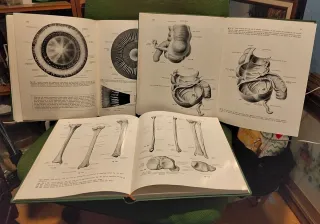 Atlas de Anatomía Humana (Tomos  I-III)