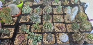 Piante grasse e cactus misti (SET 3 PIANTE)