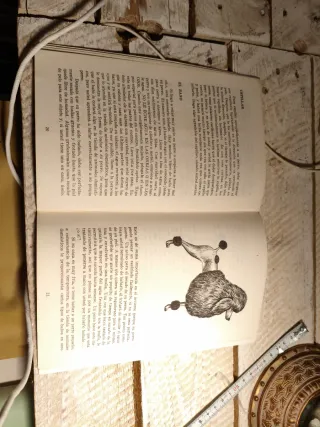 Revista Antigua Poodle Como Animales Domésticos