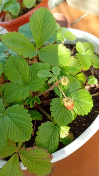 Plantas,macetas y arboles,recojo gratis en Bizkaia