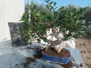 Bonsai Ficus Retusa