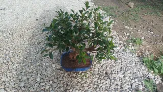 Bonsai Ficus Retusa