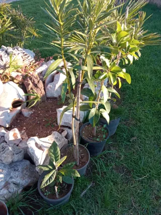 Adelfa (Baladre) altura aprox. 1 mts