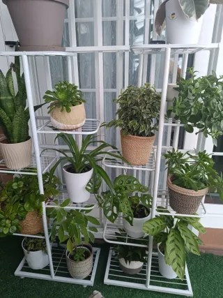 Variedad de plantas desde 2€