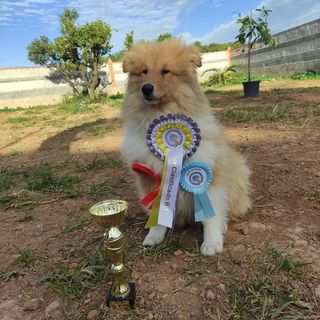 ADIESTRADOR DE PERROS CANINO PERRO
