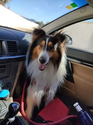 ADIESTRADOR DE PERROS CANINO PERRO