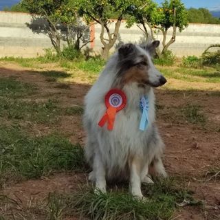 ADIESTRADOR DE PERROS CANINO PERRO