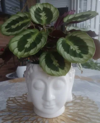 Macetero Cara Buda Grande Blanco Cerámica