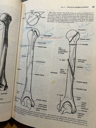 Anatomía de Gardner