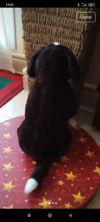 Peluche perro Bernés de la Montaña