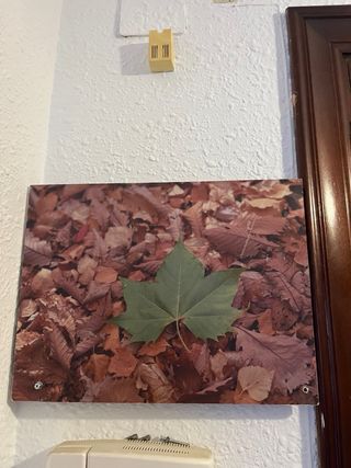 Cuadros a 1€ cada uno