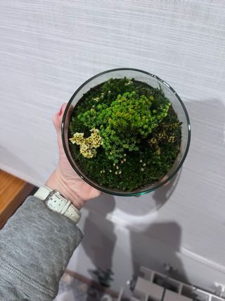 Planta decorativa Terrario Real