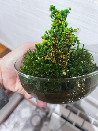 Planta decorativa Terrario Real