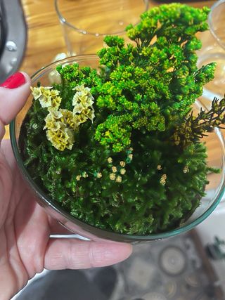 Planta decorativa Terrario Real