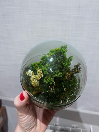 Planta decorativa Terrario Real