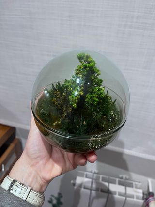 Planta decorativa Terrario Real