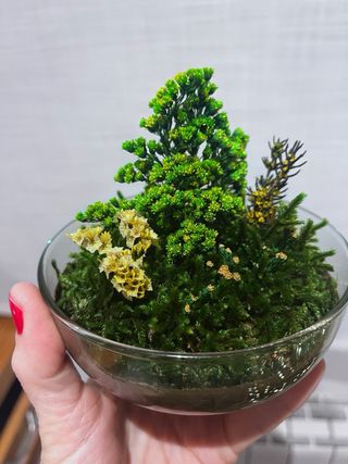 Planta decorativa Terrario Real