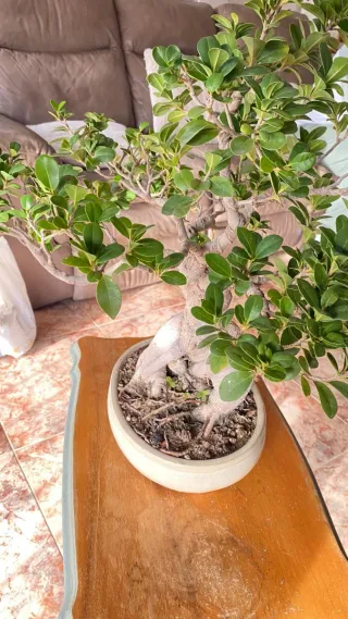 Bonsái Ficus