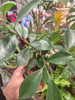 OFERTA Planta Ficus Bonsái