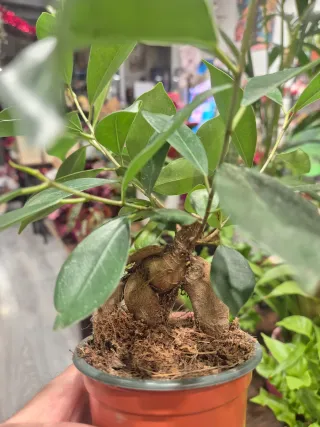 OFERTA Planta Ficus Bonsái