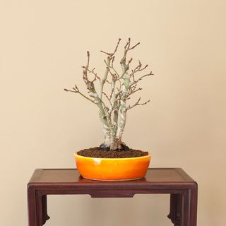 Bonsái Acer Palmatum Kabudachi - Shohin 23cm