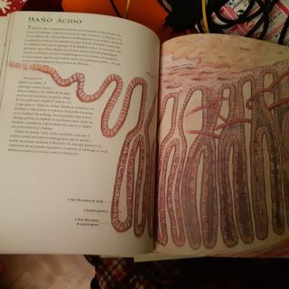 Cómo funciona el cuerpo (El libro Océano de…) (...