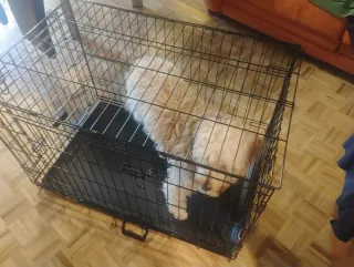 Jaula para perro plegable