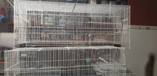 Jaulones cría canario 1m