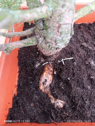 Bonsái Pino Silvestre