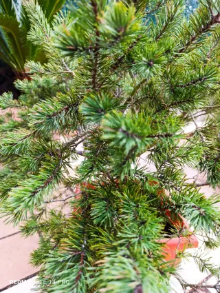 Bonsái Pino Silvestre