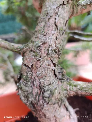 Bonsái Pino Silvestre