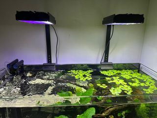 PopBloom-Iluminación LED con temporizador