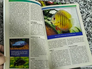 Ciclidos Sudamericanos