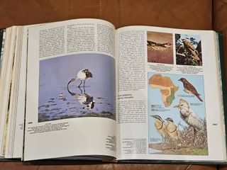 El Maravilloso Mundo Animal – Editorial Sarpe