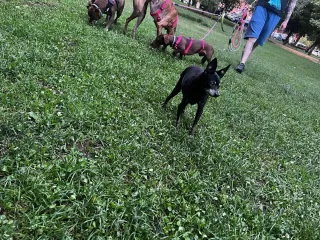 Cuidador de perros