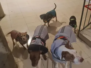 Cuidador de perros