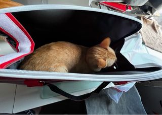 Bolso de transporte mascotas rojo LOVE