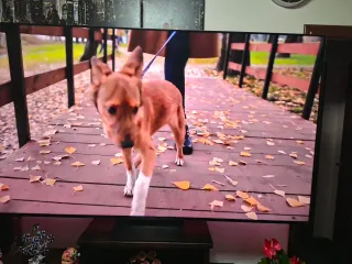 Televisión TCL 85 pulgadas