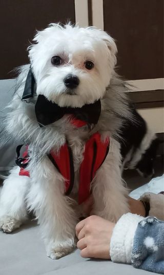 Giubbotto per cani DUSMBABY rosso con pelo