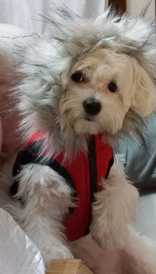 Giubbotto per cani DUSMBABY rosso con pelo