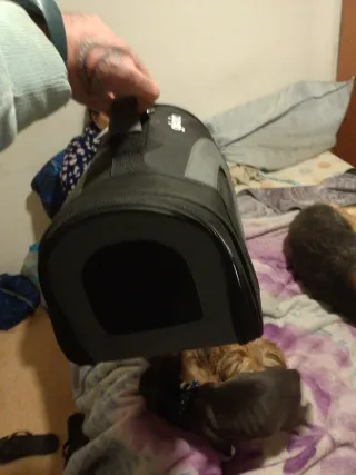 Taportín para perro