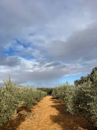 Parcela rústica 3750m² con olivos