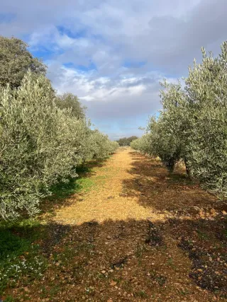 Parcela rústica 3750m² con olivos