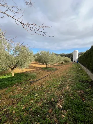 Parcela rústica 3750m² con olivos