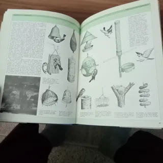 Pájaros de jardín, cómo atraer aves a su jardín