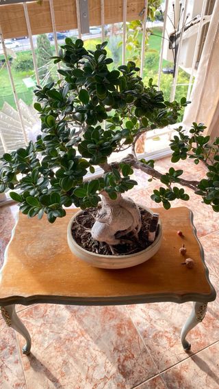 Bonsái Ficus - 10 años