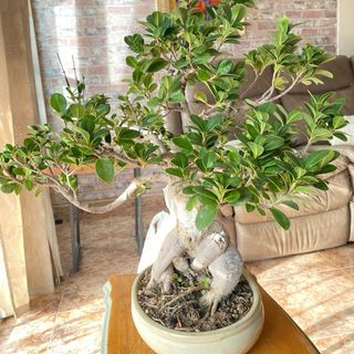 Bonsái Ficus - 10 años