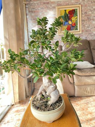Bonsái Ficus - 10 años